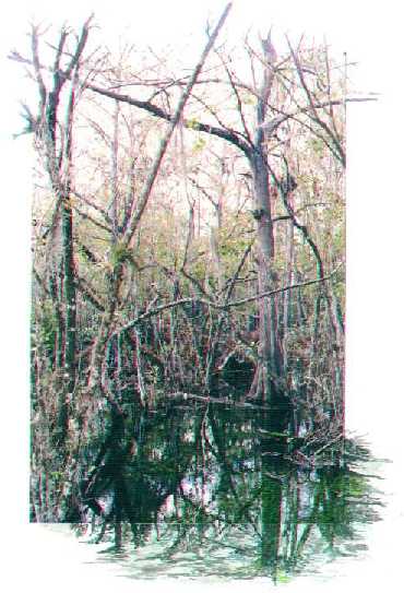 Zypressen in den Everglades